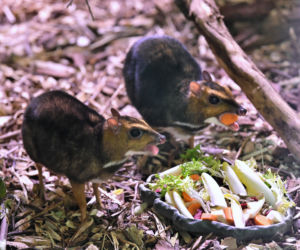 Myszojeleń we wrocławskim zoo osiągnął już rozmiary dorosłego osobnika