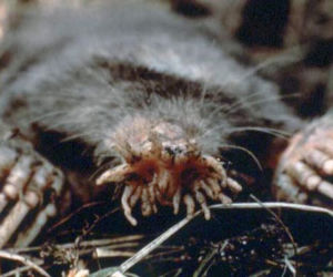 Gwiazdonos