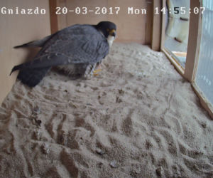 Gniazdo sokoła wędrownego w Policach