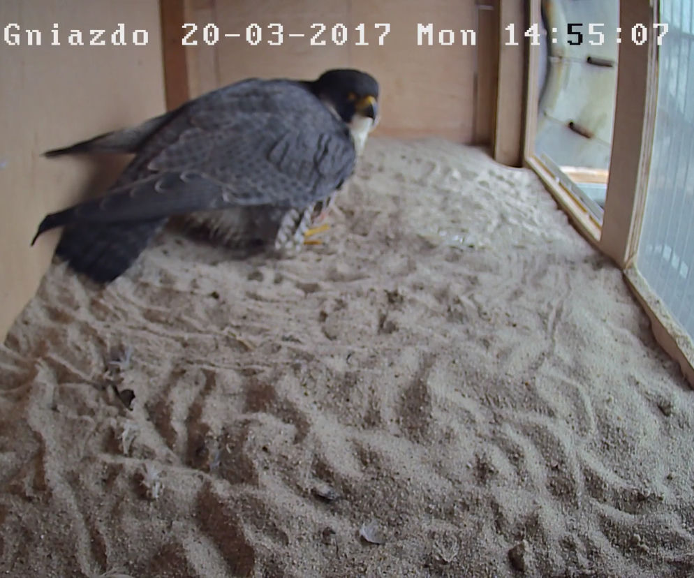 Gniazdo sokoła wędrownego w Policach