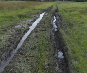 Zuzia z koleżanką powiesiły się na wierzbie. Jakie tajemnice śmierci dziewczynek zdradziła sekcja? 