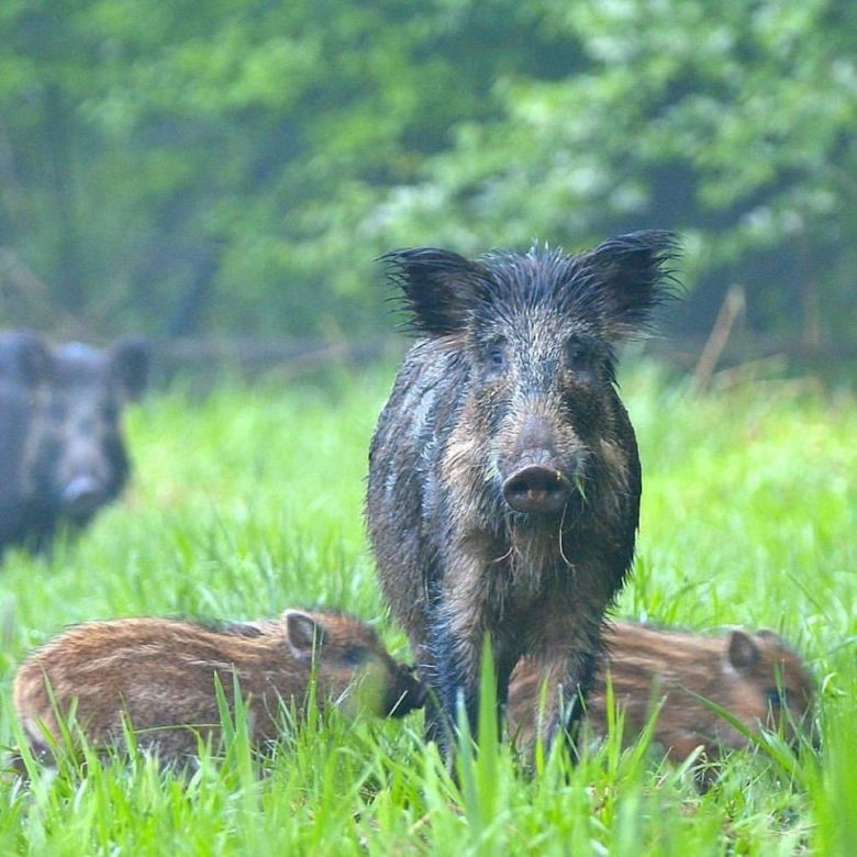 Kocha naturę i zwierzęta. Niezwykłe zdjęcia policjanta-fotografa spod Tarnowa
