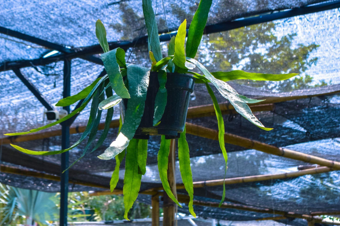 Królowa Nocy (Epiphyllum oxypetalum)