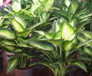 Difenbachia (Dieffenbachia)