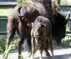 Żubry zoo