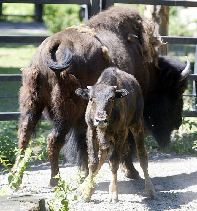 Żubry zoo