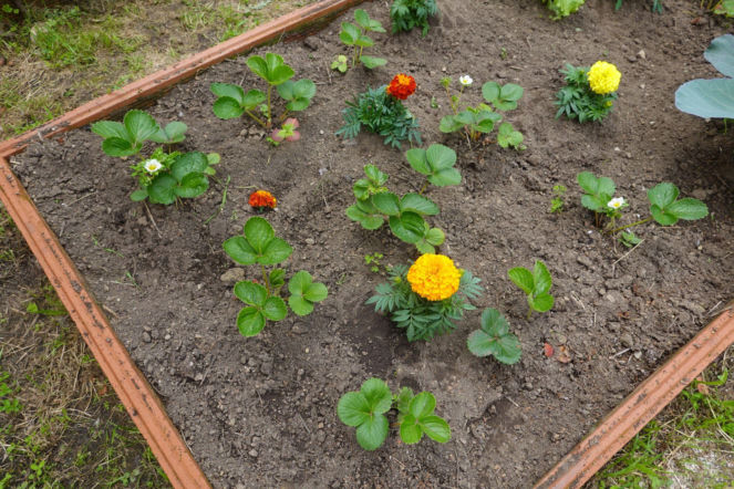 Truskawki i aksamitki