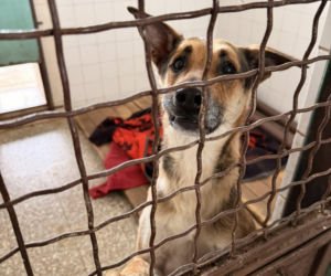 Siarczysty mróz zagraża zwierzętom! Krakowskie schronisko pilnie szuka domów tymczasowych