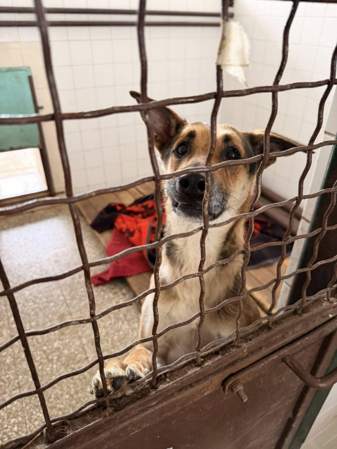 Siarczysty mróz zagraża zwierzętom! Krakowskie schronisko pilnie szuka domów tymczasowych