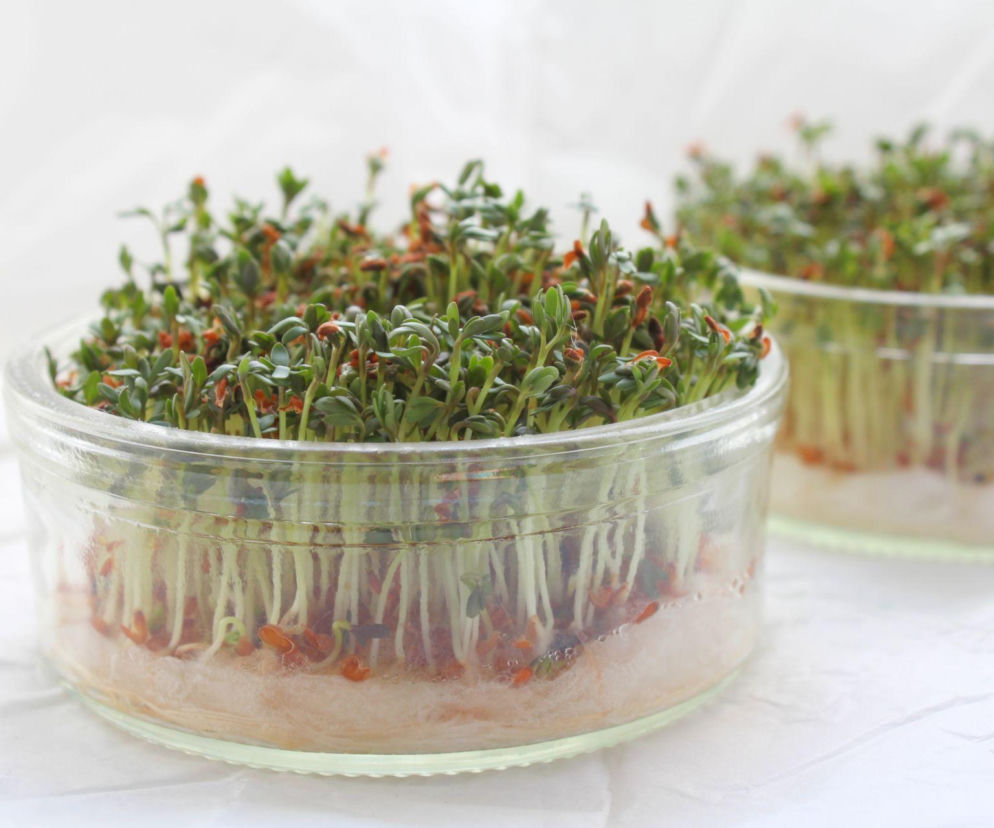 Ile dni przed świętami siać rzeżuchę? Sprawdź!