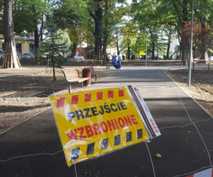 W Parku Kościuszki w Lesznie kwitnąć będą krokusy