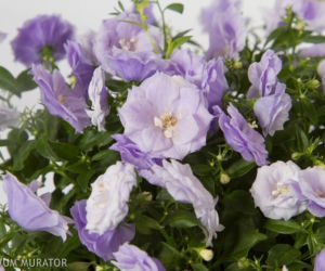 Dzwonek ‘Blue Wonder’