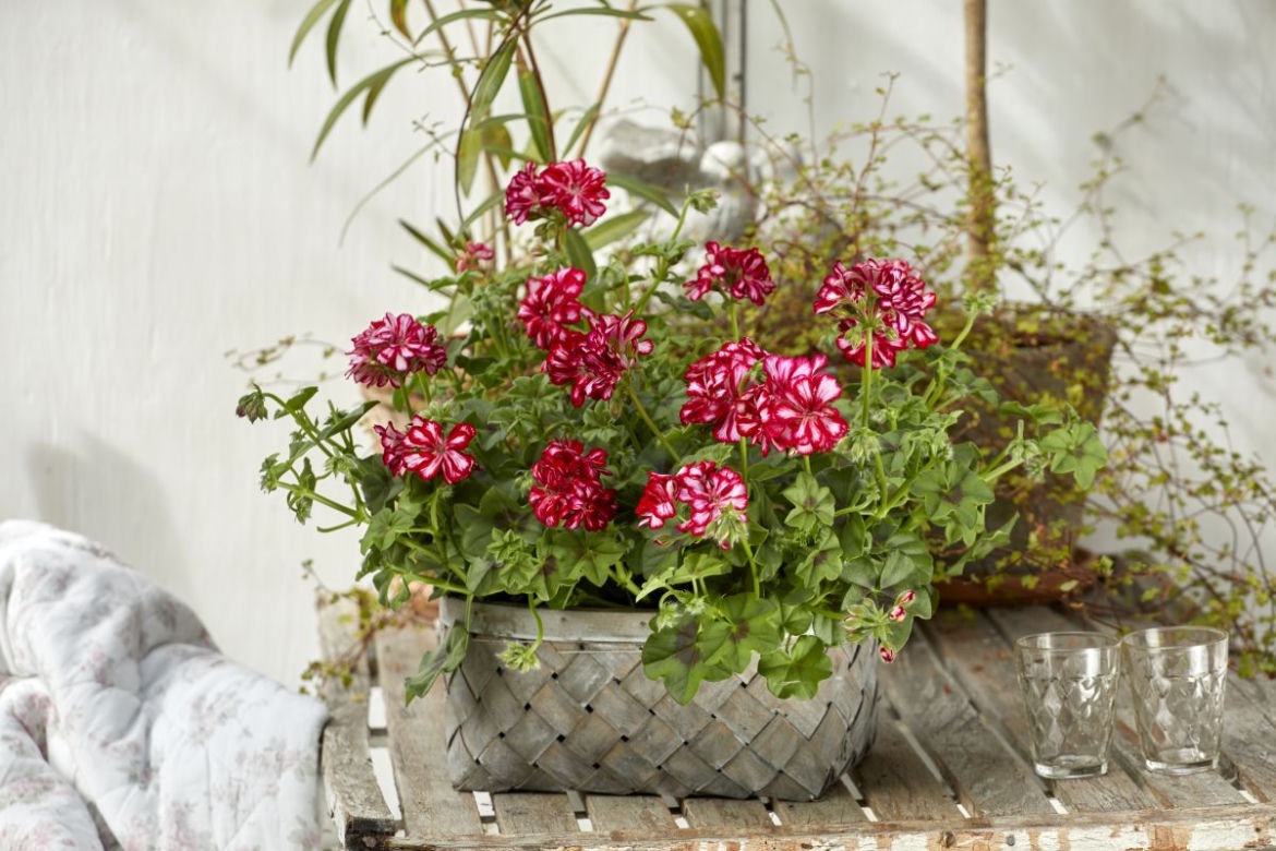 Pelargonie w koszu