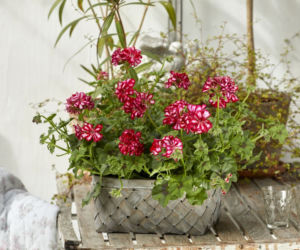 Pelargonie w koszu