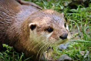 Szczepienia na COVID-19 dla ZWIERZĄT - akcję prowadzą ogrody zoologiczne