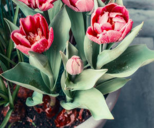 Tulipany w doniczce