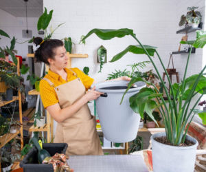 Strelicja królewska: jak przesadzić, by kwitła jak szalona?