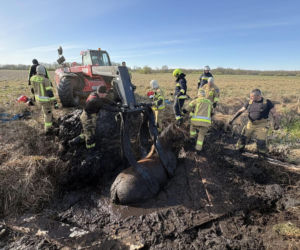 Konie uwięzione w bagnie