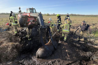 Konie uwięzione w bagnie