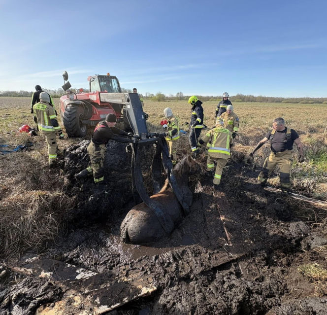 Konie uwięzione w bagnie