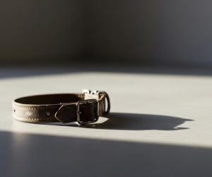 Roksana J. przed sądem za porzucenie psa. Co ujawniło badanie weterynaryjne?