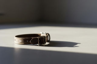 Roksana J. przed sądem za porzucenie psa. Co ujawniło badanie weterynaryjne?