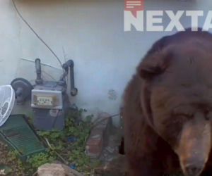 Odkrył, że żyje w jednym domu z niedźwiedziem! Zapowiada pozew