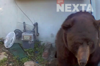 Odkrył, że żyje w jednym domu z niedźwiedziem! Zapowiada pozew