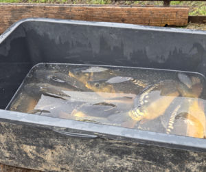 Siostry Benedyktynki ze Staniątek rozpoczęły sprzedaż karpia