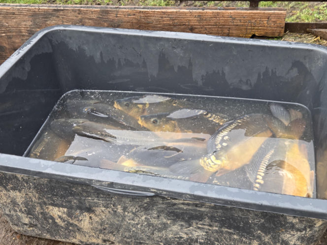 Siostry Benedyktynki ze Staniątek rozpoczęły sprzedaż karpia