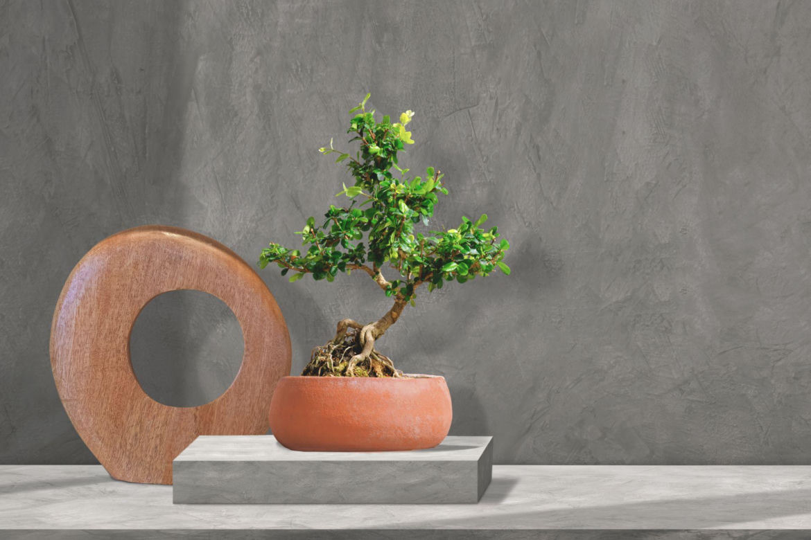 Drzewko bonsai