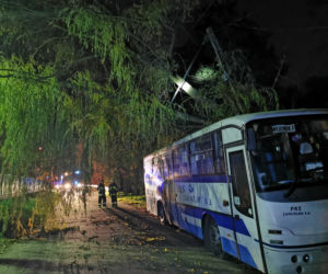 Wichura powaliła drzewo na autobus