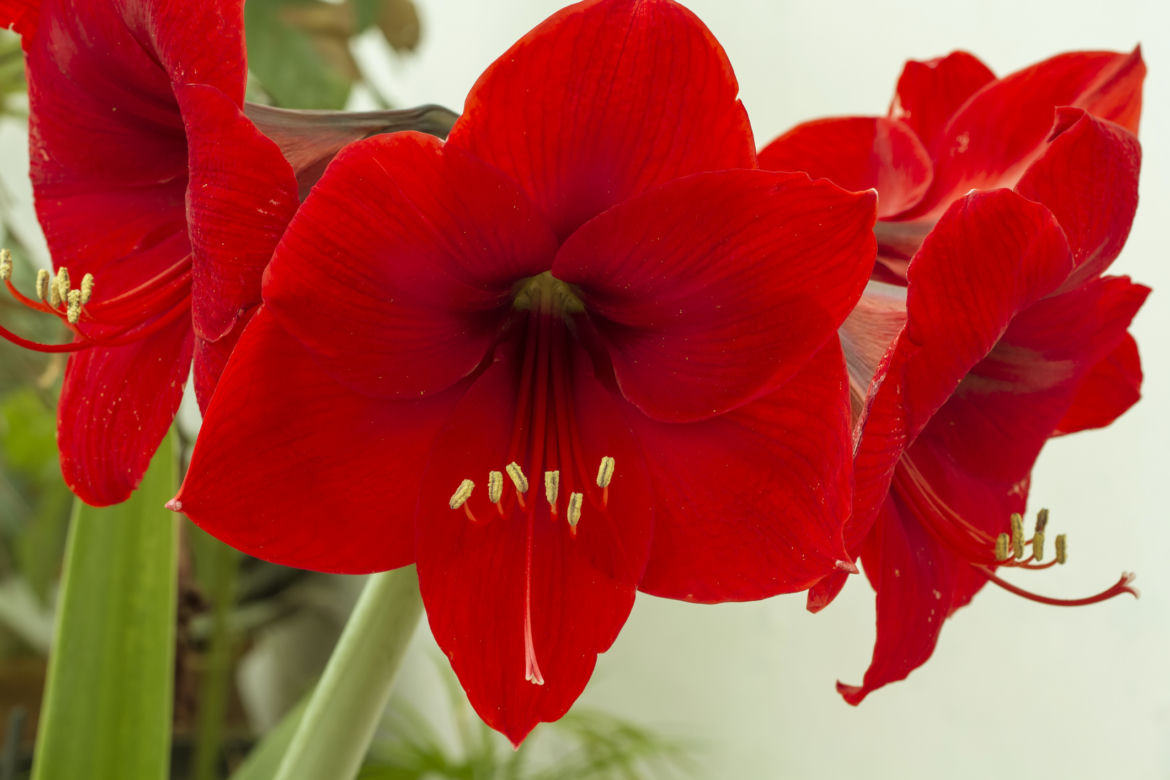 Hippeastrum