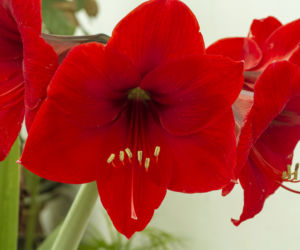 Hippeastrum