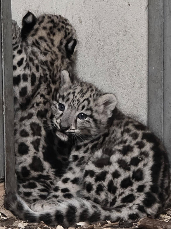 W śląskim zoo na świat przyszły dwie urocze pantery śnieżne. Tak rodzi się piękno