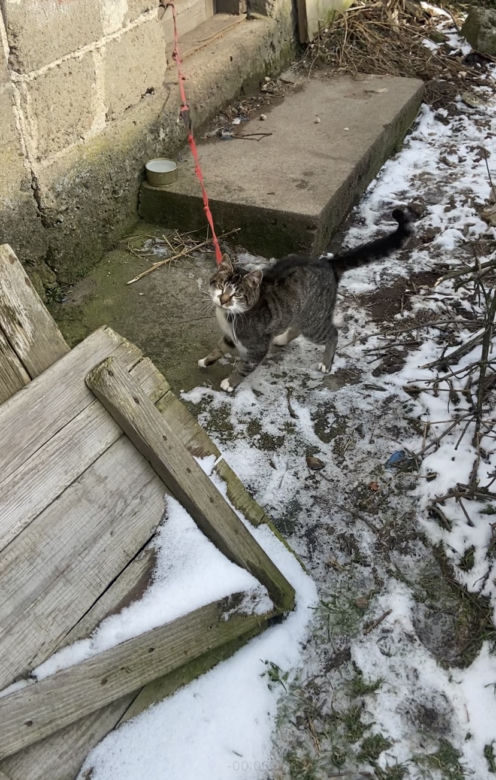 Skandaliczne warunki. Kot uwięziony na smyczy. „Jak przeżył zimę? nie wiemy” 