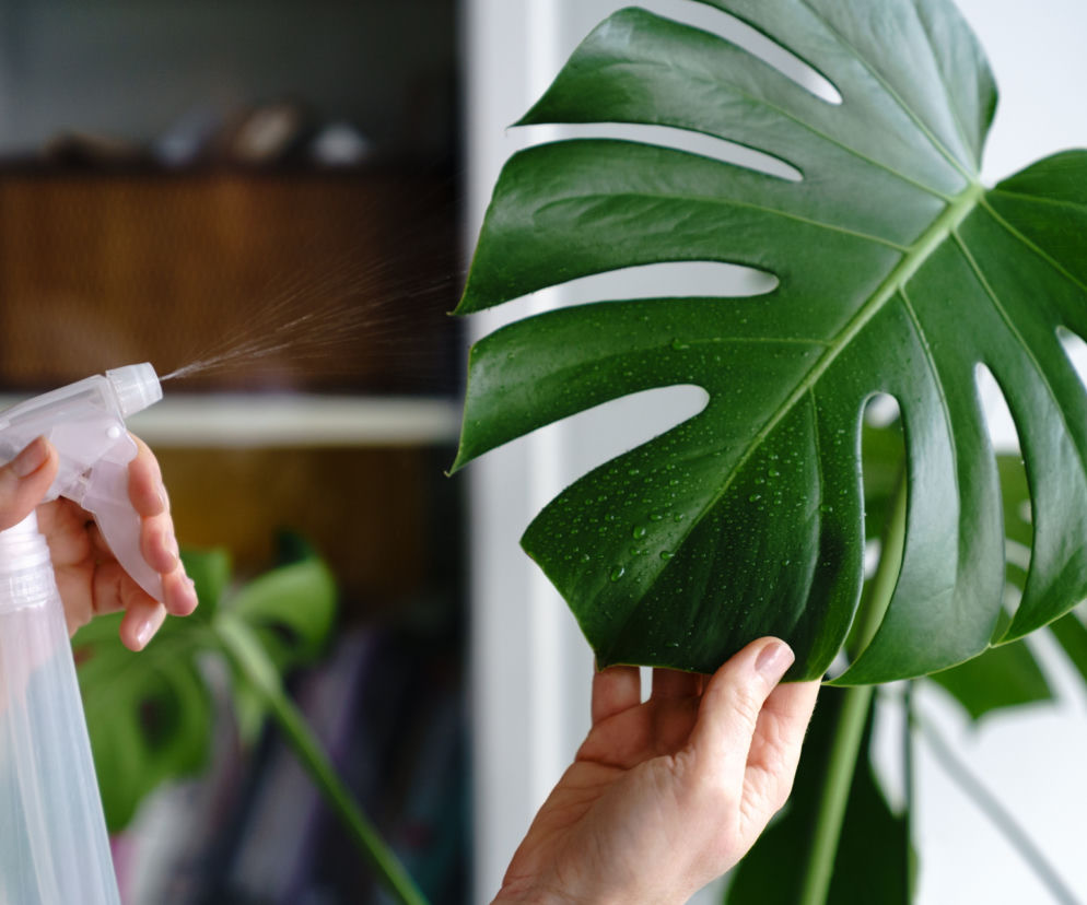 Monstera. Zasady pielęgnacji