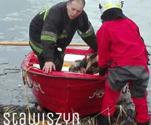 Pod psem załamał się lód! DRAMATYCZNA walka o życie pod Kaliszem [ZDJĘCIA] 