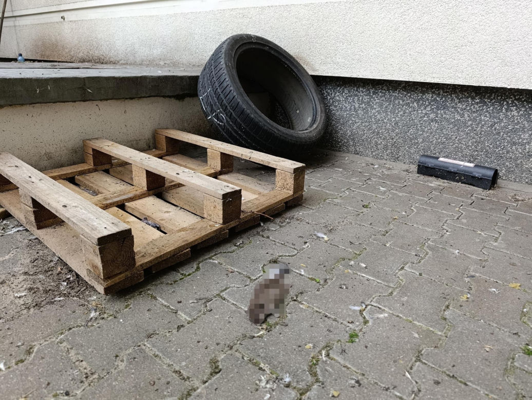  Żyją w symbiozie z gołębiami i kotami. Agresywne gryzonie opanowały blok w Warszawie