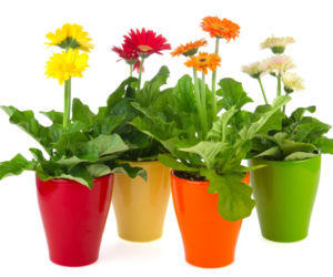 Gerbera