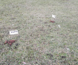 Flagi w kupach