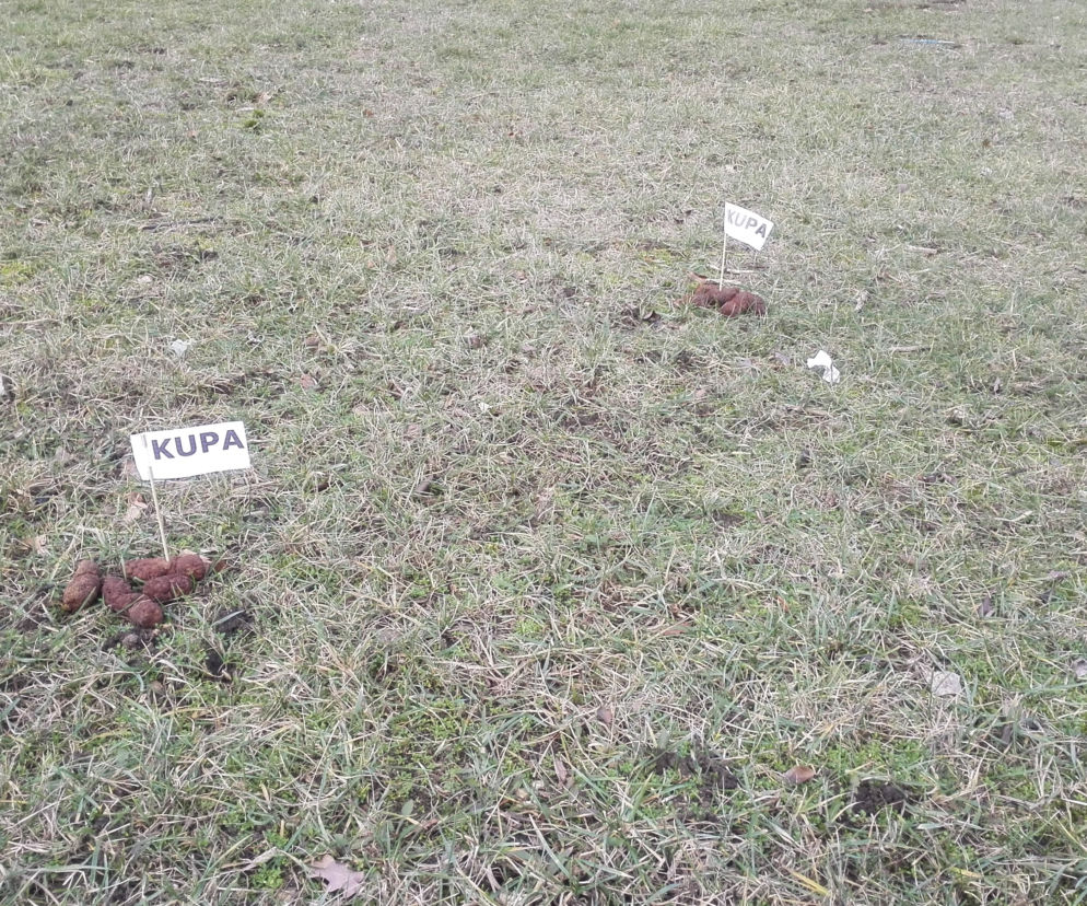 Flagi w kupach