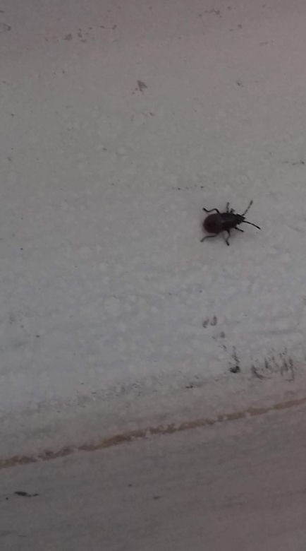 Zabrze: OBRZYDLIWE robactwo wpełza do domów. Uważajcie, to prawdziwa PLAGA!