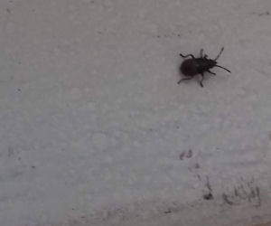 Zabrze: OBRZYDLIWE robactwo wpełza do domów. Uważajcie, to prawdziwa PLAGA!