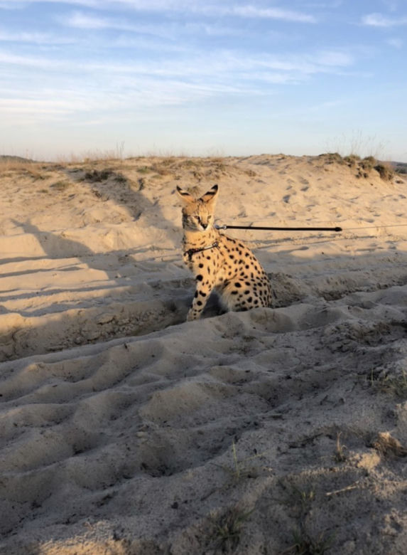 Zaginął serval