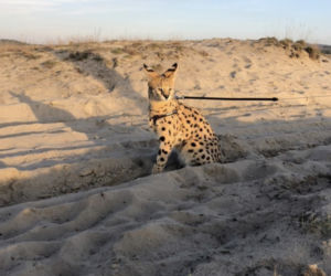 Zaginął serval