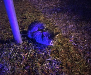 Szczytno: Ktoś przywiązał kota do znaku drogowego. Zwierzę było zadbane i posiadało smycz