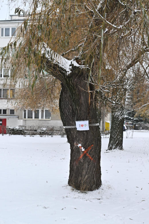 "Zostawcie drzewa w spokoju". Mieszkańcy Wołomina protestują przeciwko wycince 