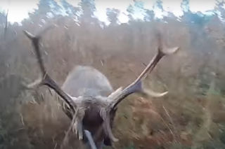 JELEŃ TRATUJE MYŚLIWEGO Z WARSZAWY - porożem przebił oczodół [WIDEO]