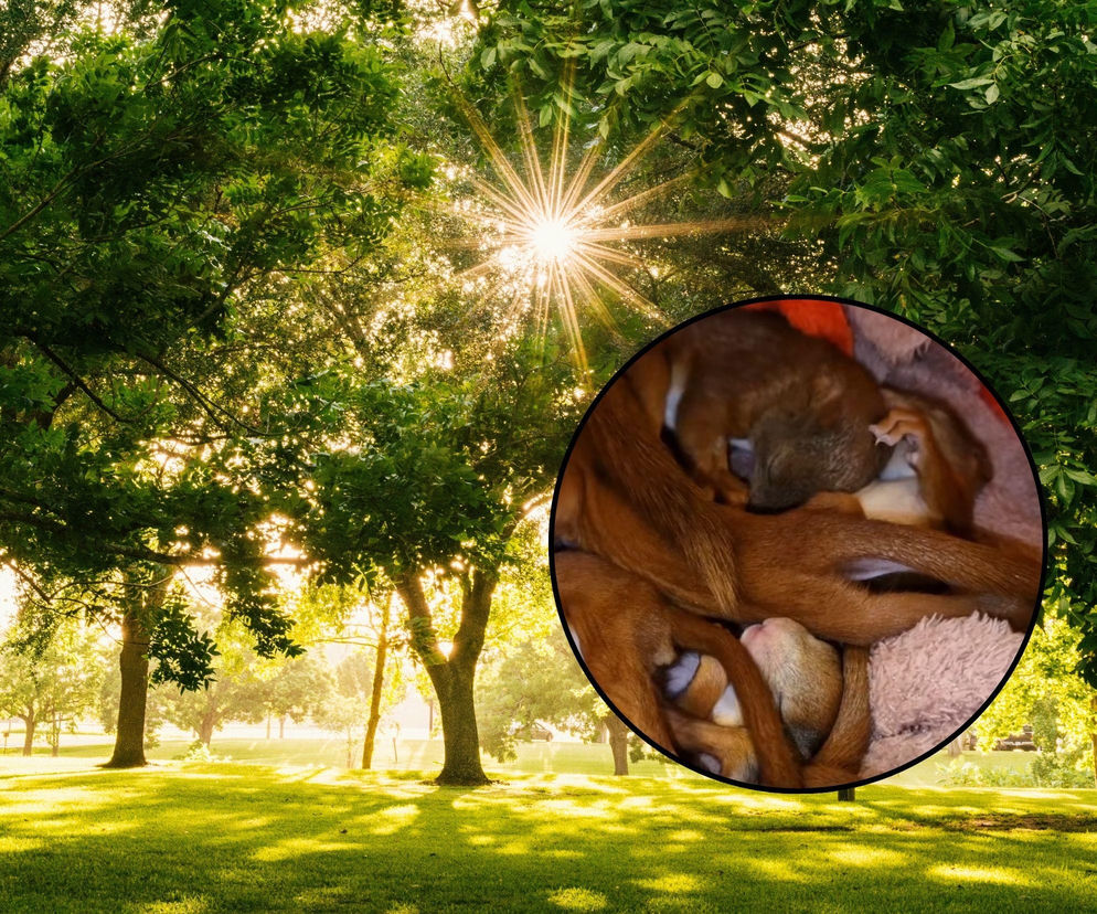 Nagranie z malutkimi wiewiórkami podbiło serca internautów. W tym roku do ośrodka trafiło ich ok. 100